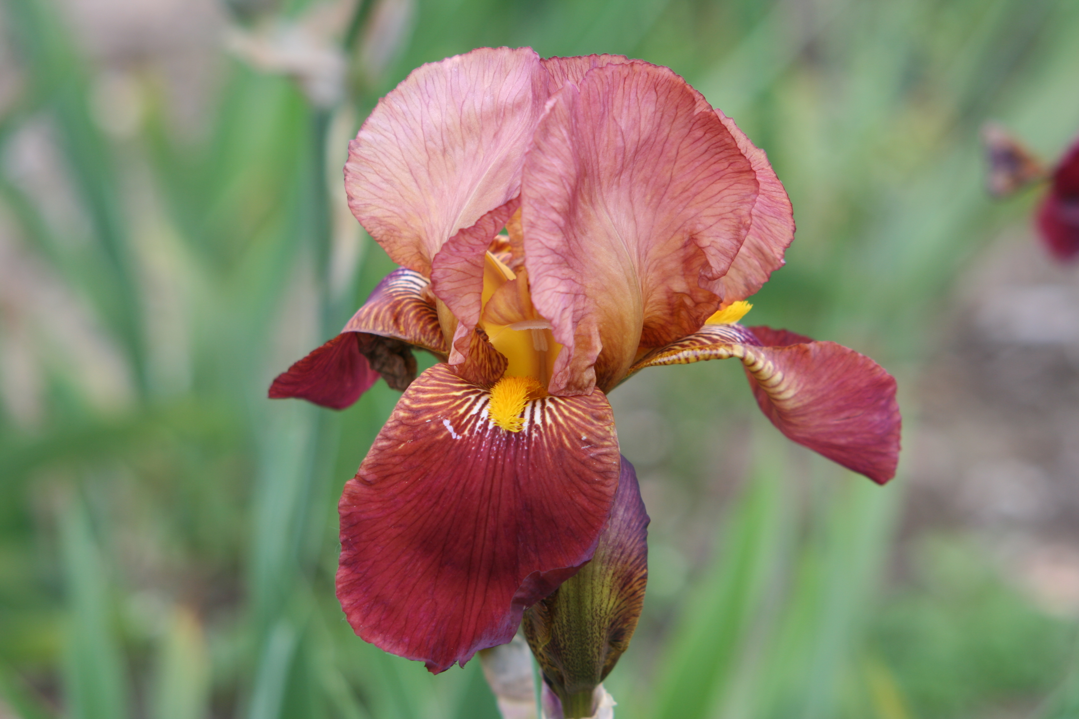Redman Hardy Plants - Iris 'Action Front'