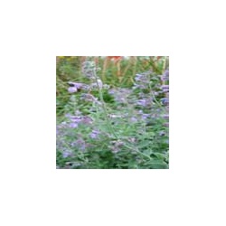 Nepeta 'Six Hills Giant' (3 for £10)